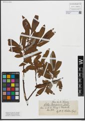 Foto von Salix gmelinii Pall.